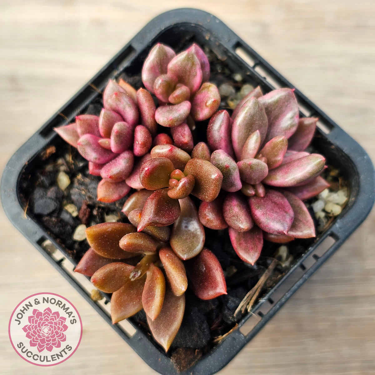 Lenopetalum Chocolate and Strawberries (Red Form)