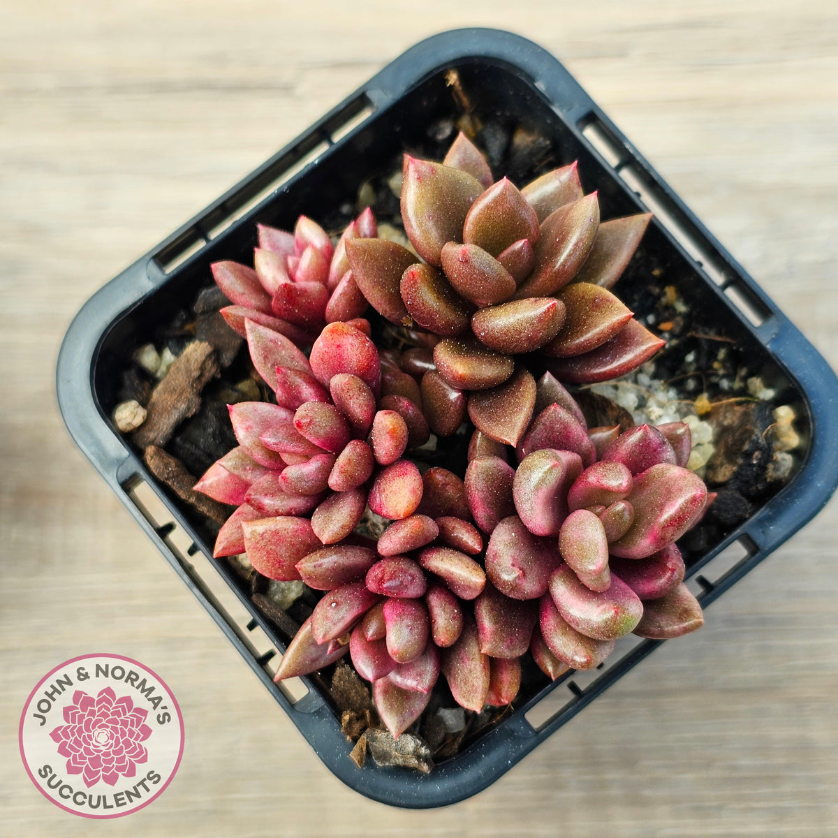 Lenopetalum Chocolate and Strawberries (Red Form)
