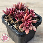 Lenopetalum Chocolate and Strawberries (Red Form)