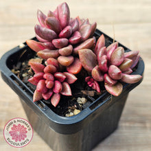 Load image into Gallery viewer, Lenopetalum Chocolate and Strawberries
