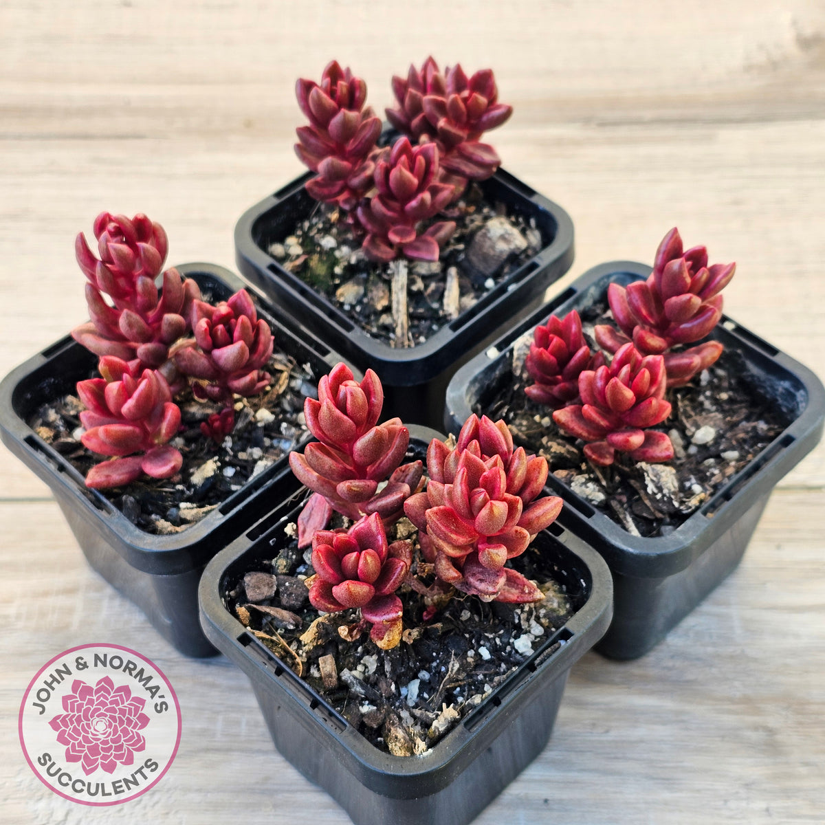 Lenopetalum Chocolate and Strawberries (Red Form)
