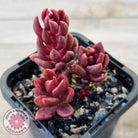 Lenopetalum Chocolate and Strawberries (Red Form)