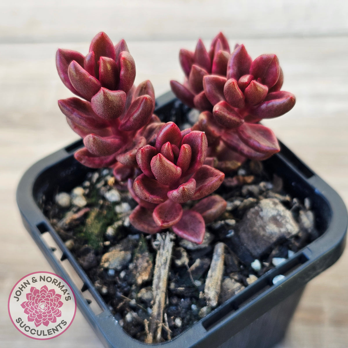 Lenopetalum Chocolate and Strawberries (Red Form)