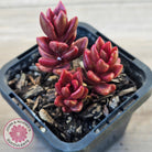 Lenopetalum Chocolate and Strawberries (Red Form)