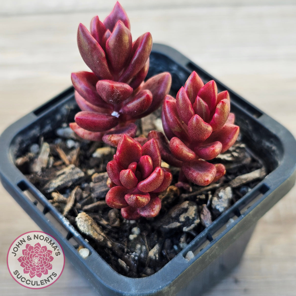 Lenopetalum Chocolate and Strawberries (Red Form)