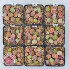 Lithops - Mixed Hybrids