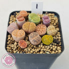 Lithops - Mixed Hybrids