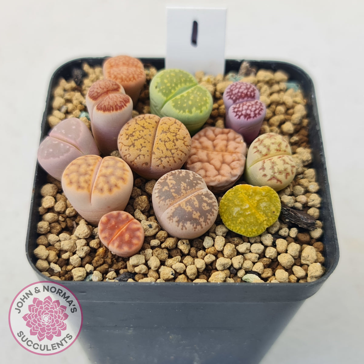 Lithops - Mixed Hybrids