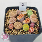 Lithops - Mixed Hybrids
