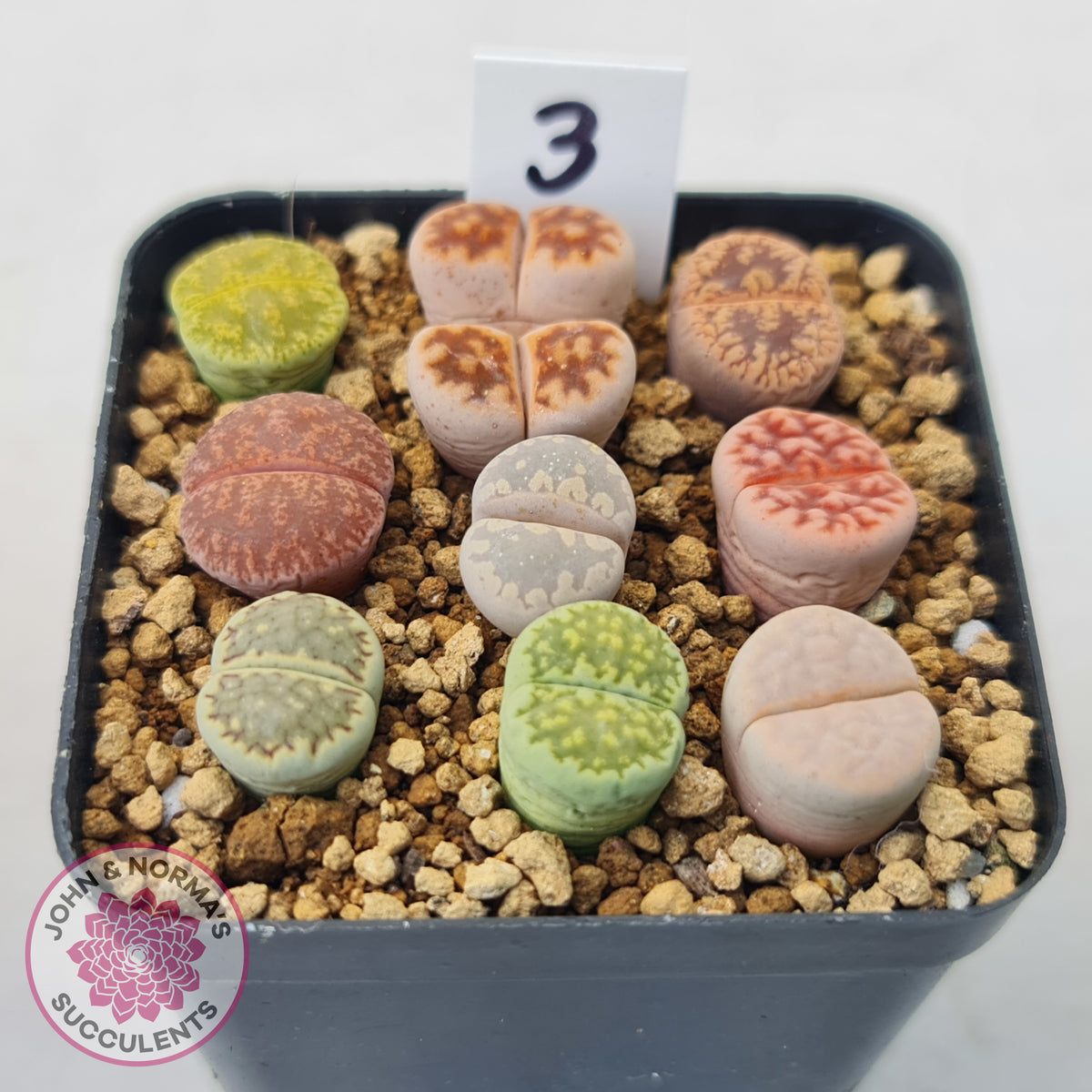 Lithops - Mixed Hybrids
