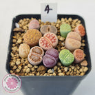 Lithops - Mixed Hybrids