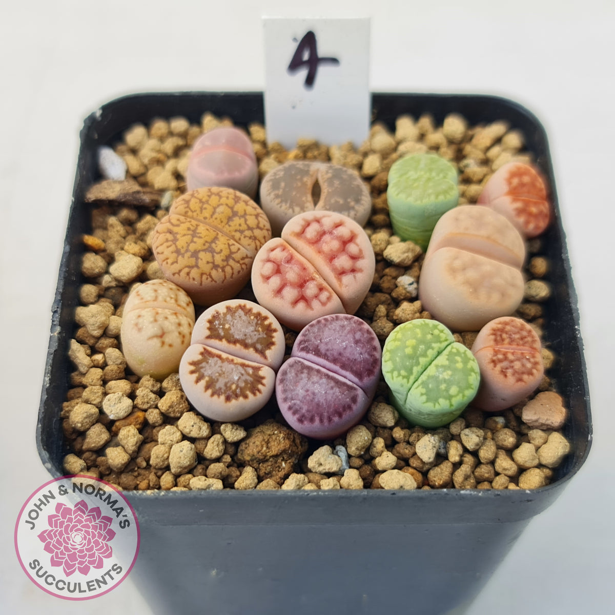 Lithops - Mixed Hybrids