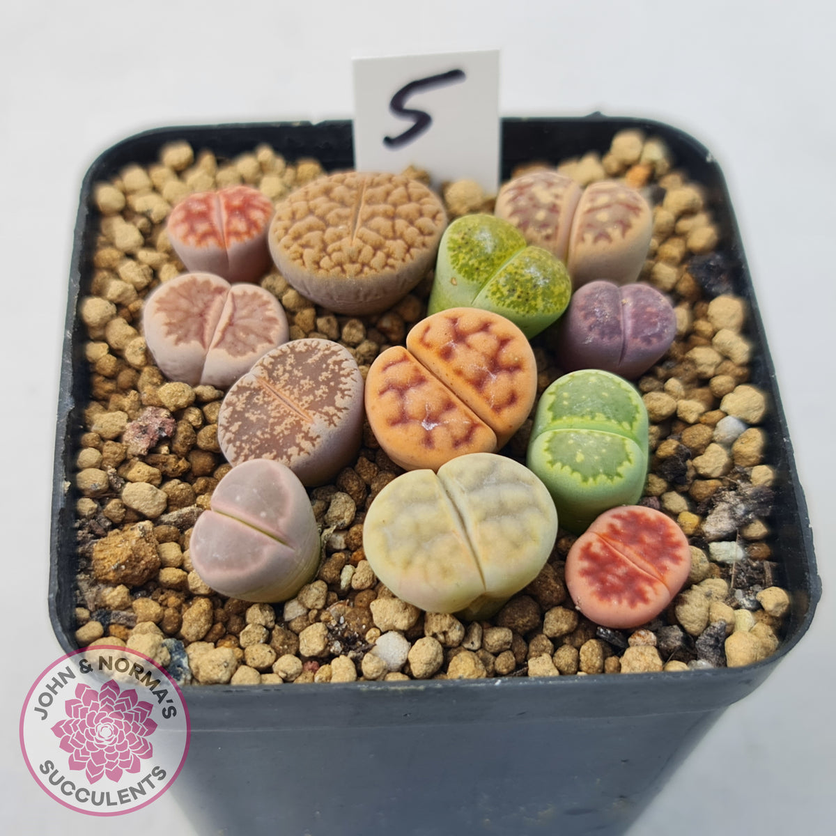 Lithops - Mixed Hybrids