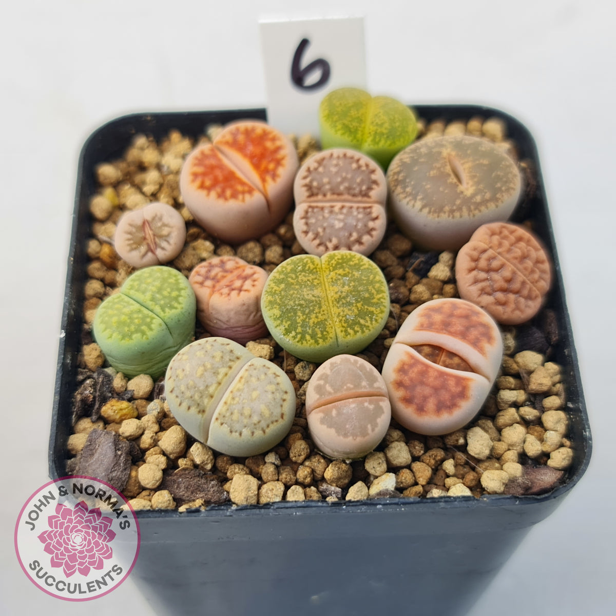 Lithops - Mixed Hybrids