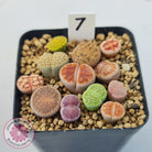 Lithops - Mixed Hybrids