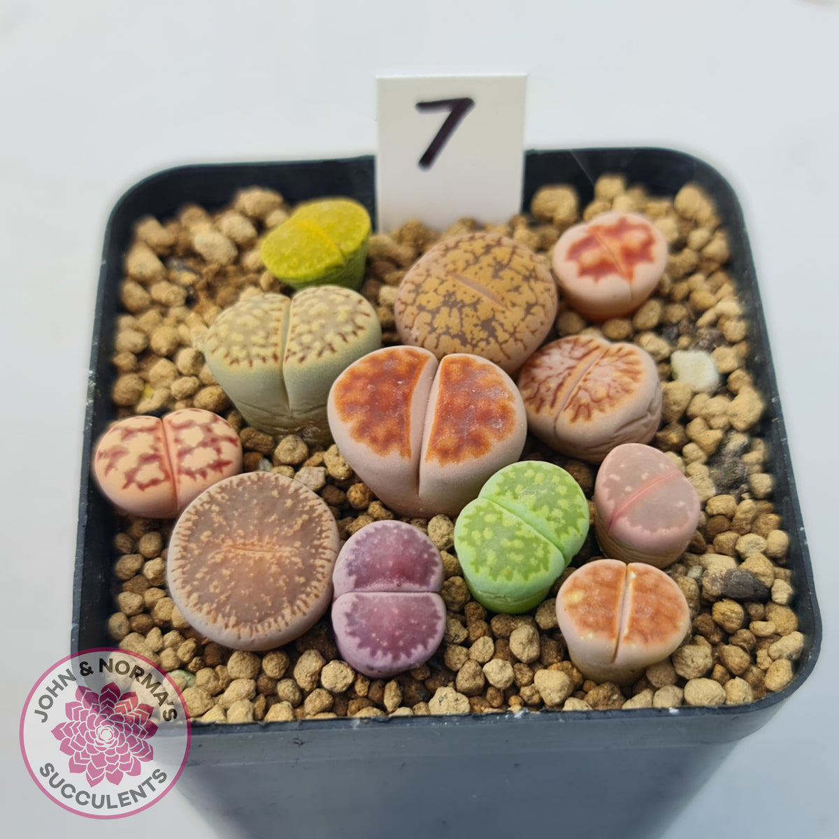 Lithops - Mixed Hybrids