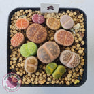 Lithops - Mixed Hybrids