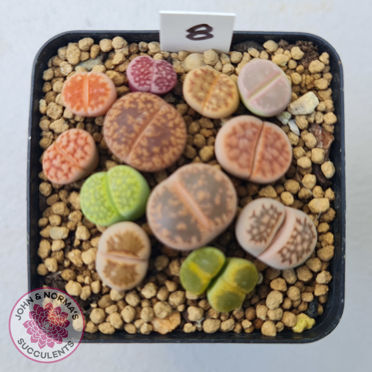 Lithops - Mixed Hybrids