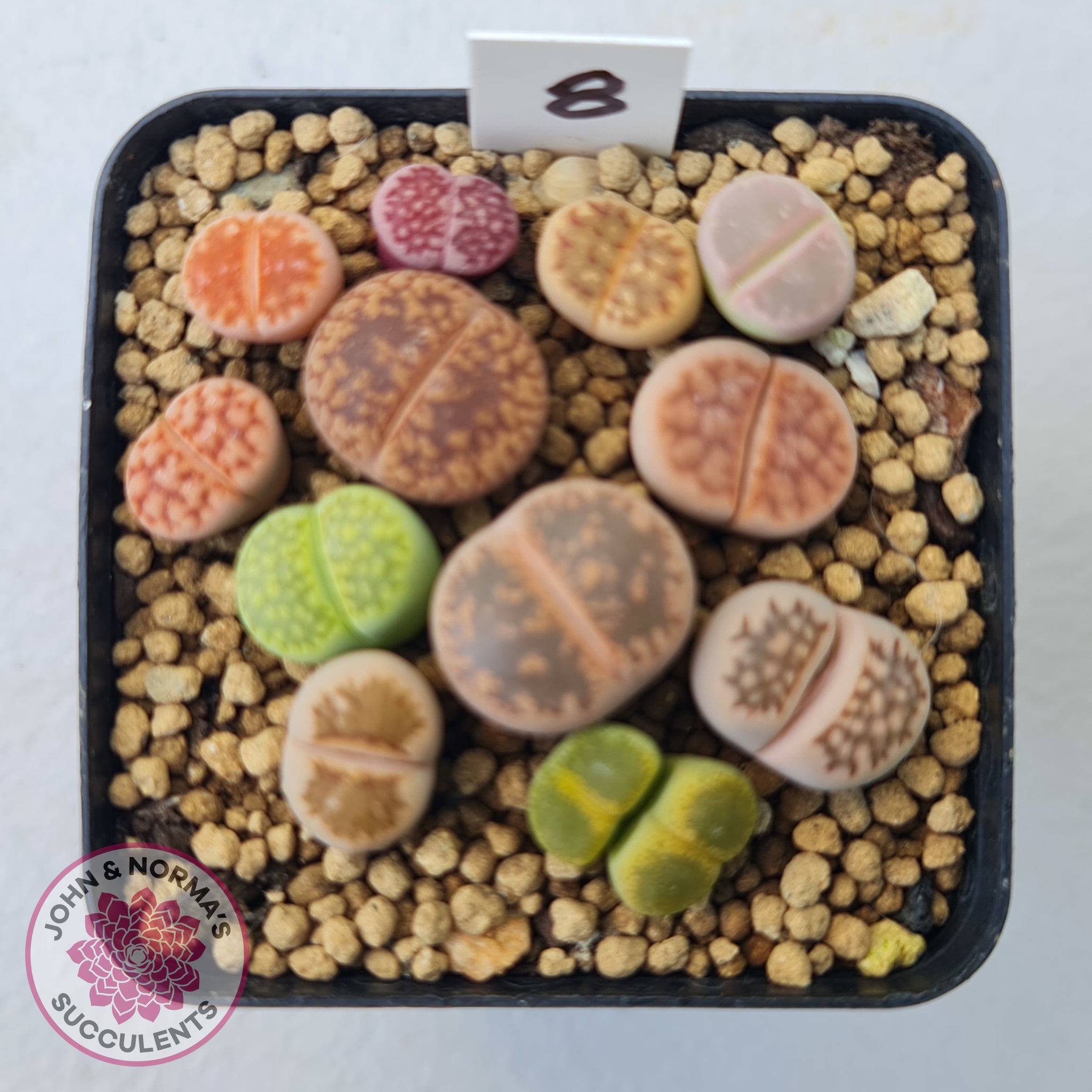Colorful Imported Lithops- Living Stone Succulent Plant Colorful Imported Lithops- Living Stone Succulent Plant