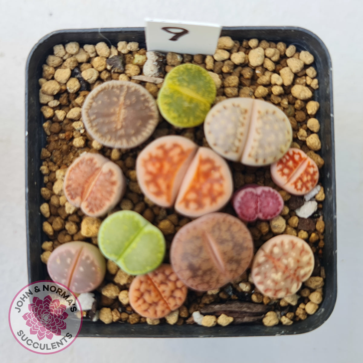 Lithops - Mixed Hybrids