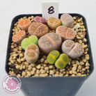 Lithops - Mixed Hybrids