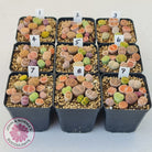 Lithops - Mixed Hybrids