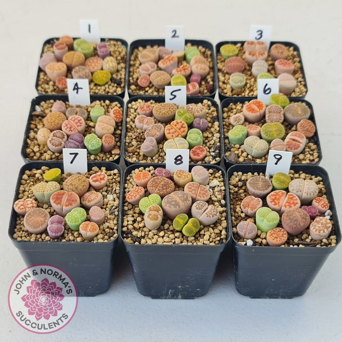 Lithops - Mixed Hybrids