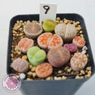 Lithops - Mixed Hybrids