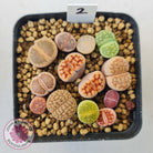 Lithops - Mixed Hybrids