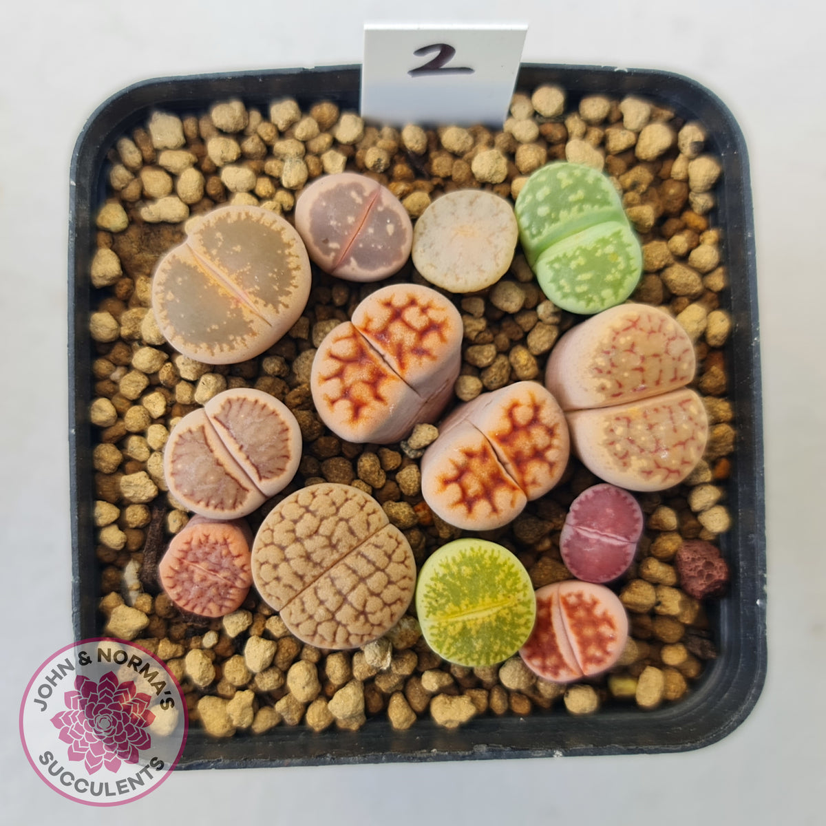 Lithops - Mixed Hybrids