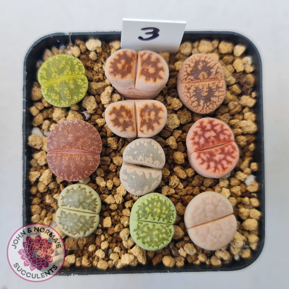 Lithops - Mixed Hybrids
