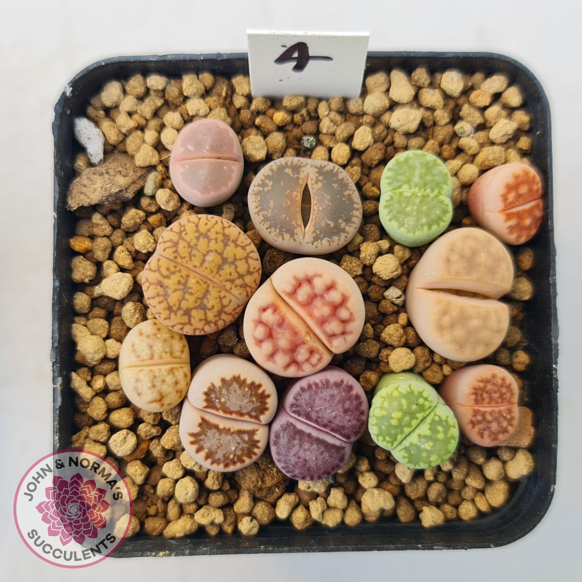 Lithops - Mixed Hybrids