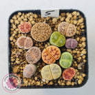 Lithops - Mixed Hybrids
