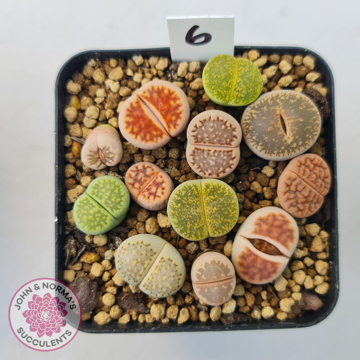 Lithops - Mixed Hybrids