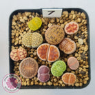 Lithops - Mixed Hybrids