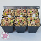Lithops - Mixed Hybrids