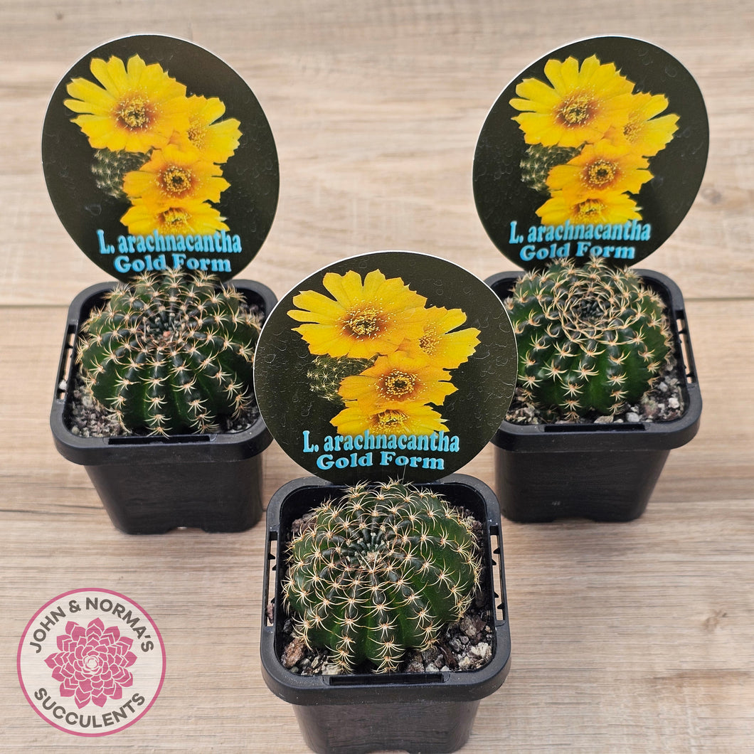 Lobivia arachnacantha Gold Form