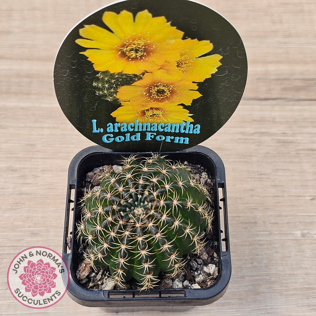 Lobivia arachnacantha Gold Form