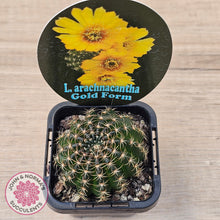 Load image into Gallery viewer, Lobivia arachnacantha Gold Form
