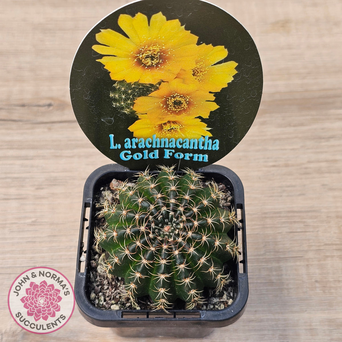 Lobivia arachnacantha Gold Form