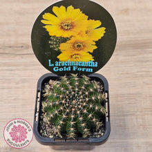 Load image into Gallery viewer, Lobivia arachnacantha Gold Form
