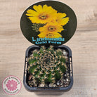 Lobivia arachnacantha Gold Form