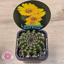Load image into Gallery viewer, Lobivia arachnacantha Gold Form
