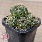 Lobivia arachnacantha Orange Form