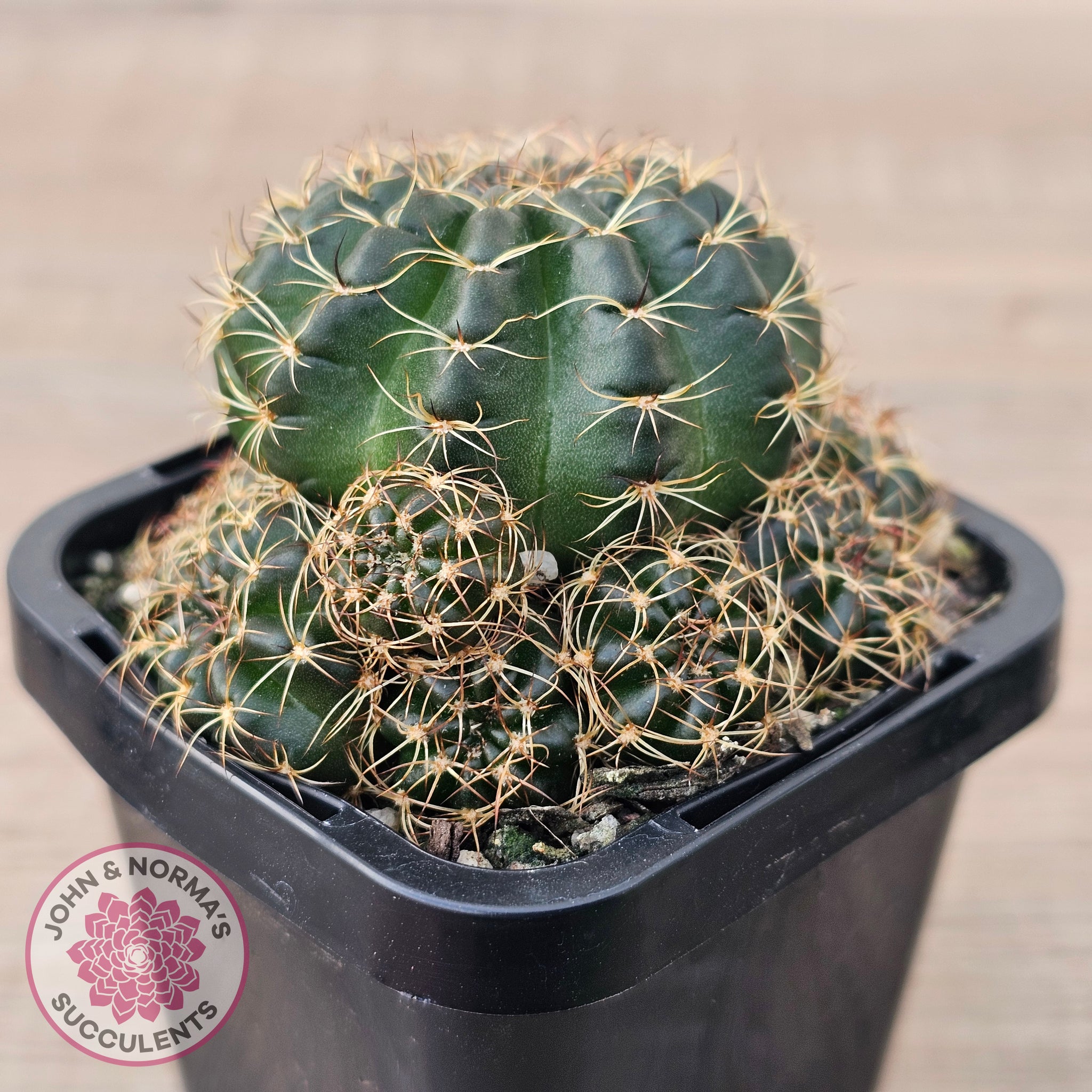 Buy Lobivia arachnacantha Orange Form Australia