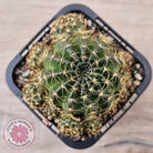 Lobivia arachnacantha Orange Form