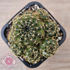 Lobivia arachnacantha Orange Form