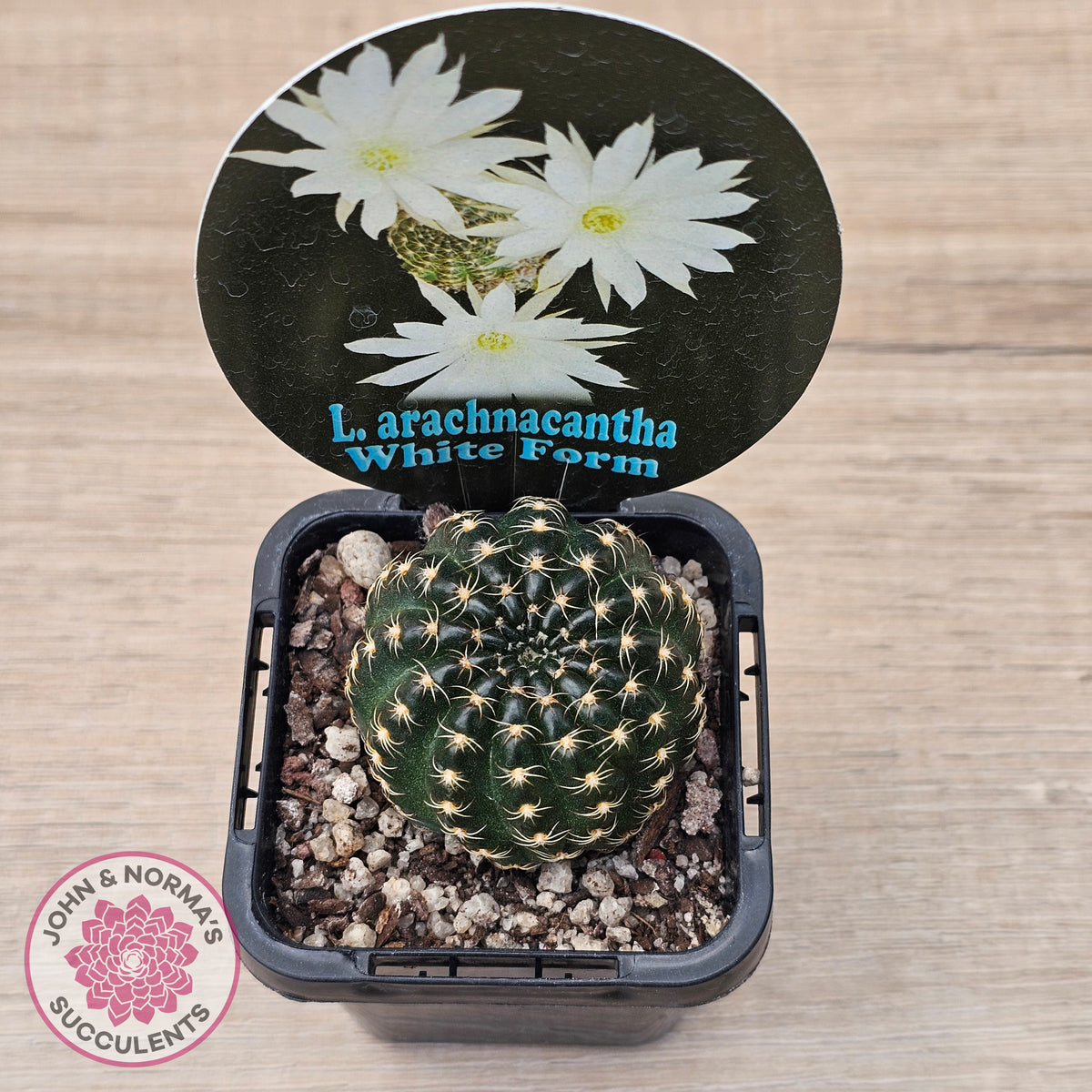 Lobivia arachnacantha White Form