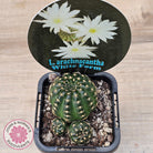 Lobivia arachnacantha White Form