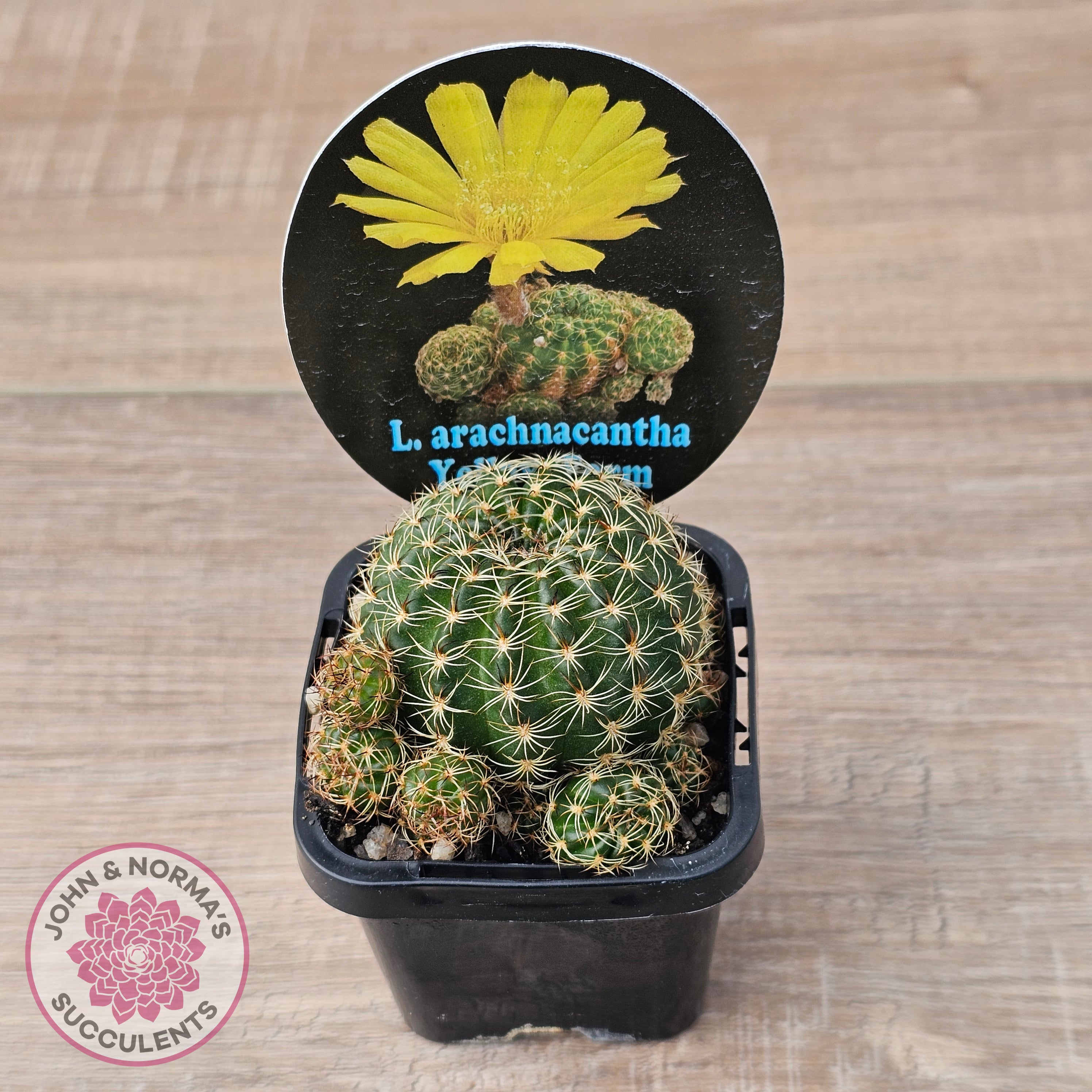 Lobivia arachnacantha (Yellow Form) | John & Norma's Succulents – John ...